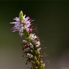 Arznei-Ehrenpreis (Veronicastrum virginicum)