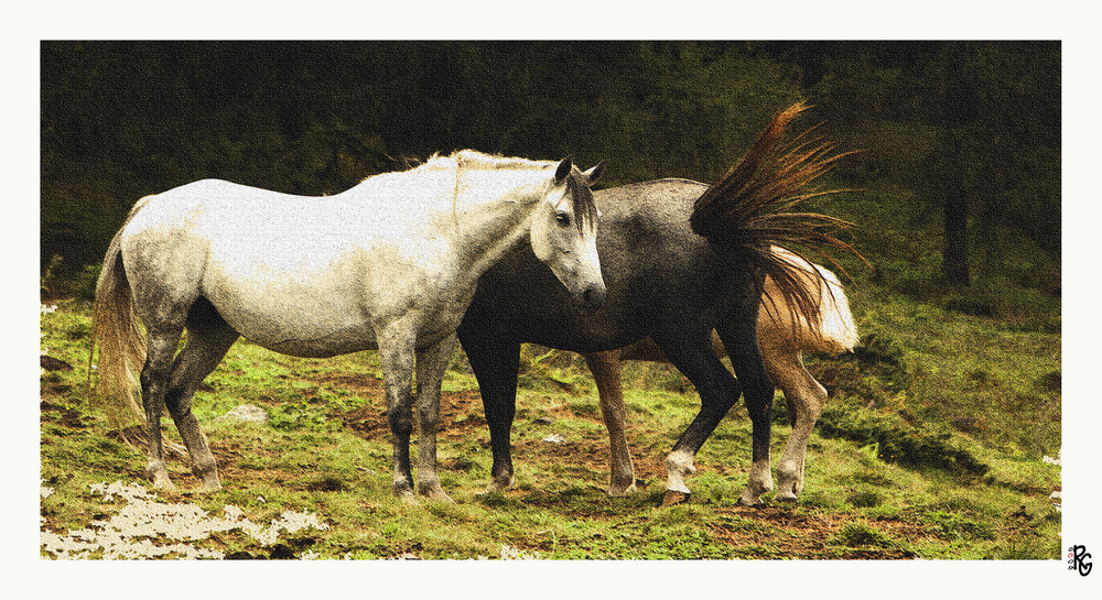 As a picture . Horses