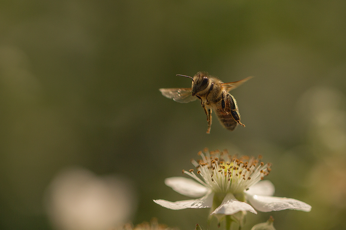 As busy as a bee...