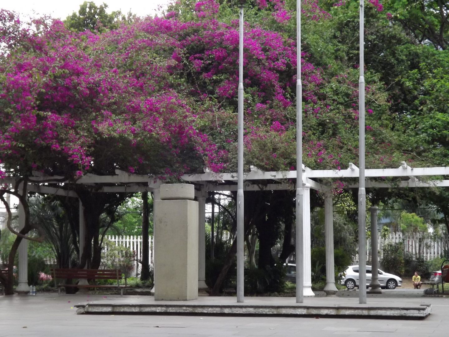 AS FLORES AS ARVORES E A PRAÇA