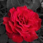 as red as a rose