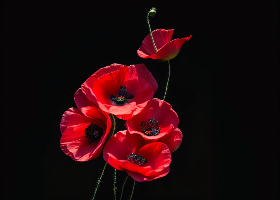 As red as poppies