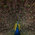 as vain as a peacock