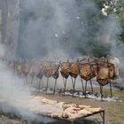 asado dia nacional del gaucho 2010