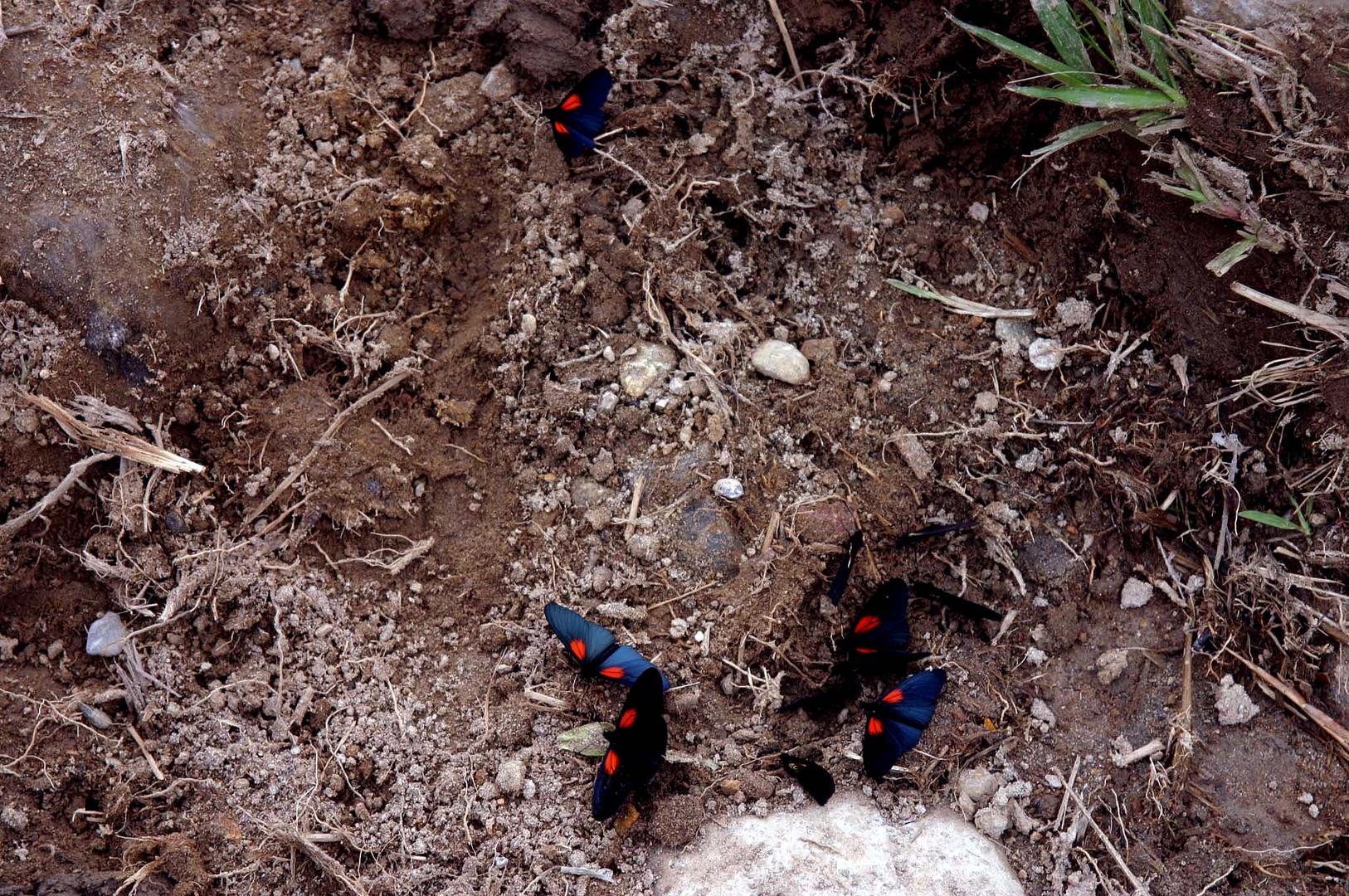 Asamblea de mariposas