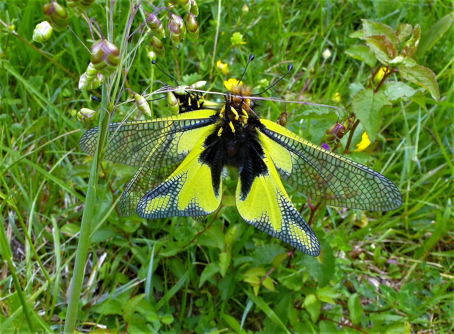 Ascalaphe acrobate