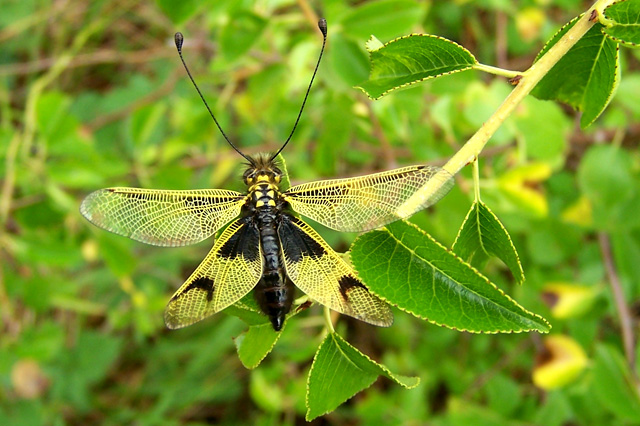 Ascalaphe (Libelloides longicornis)