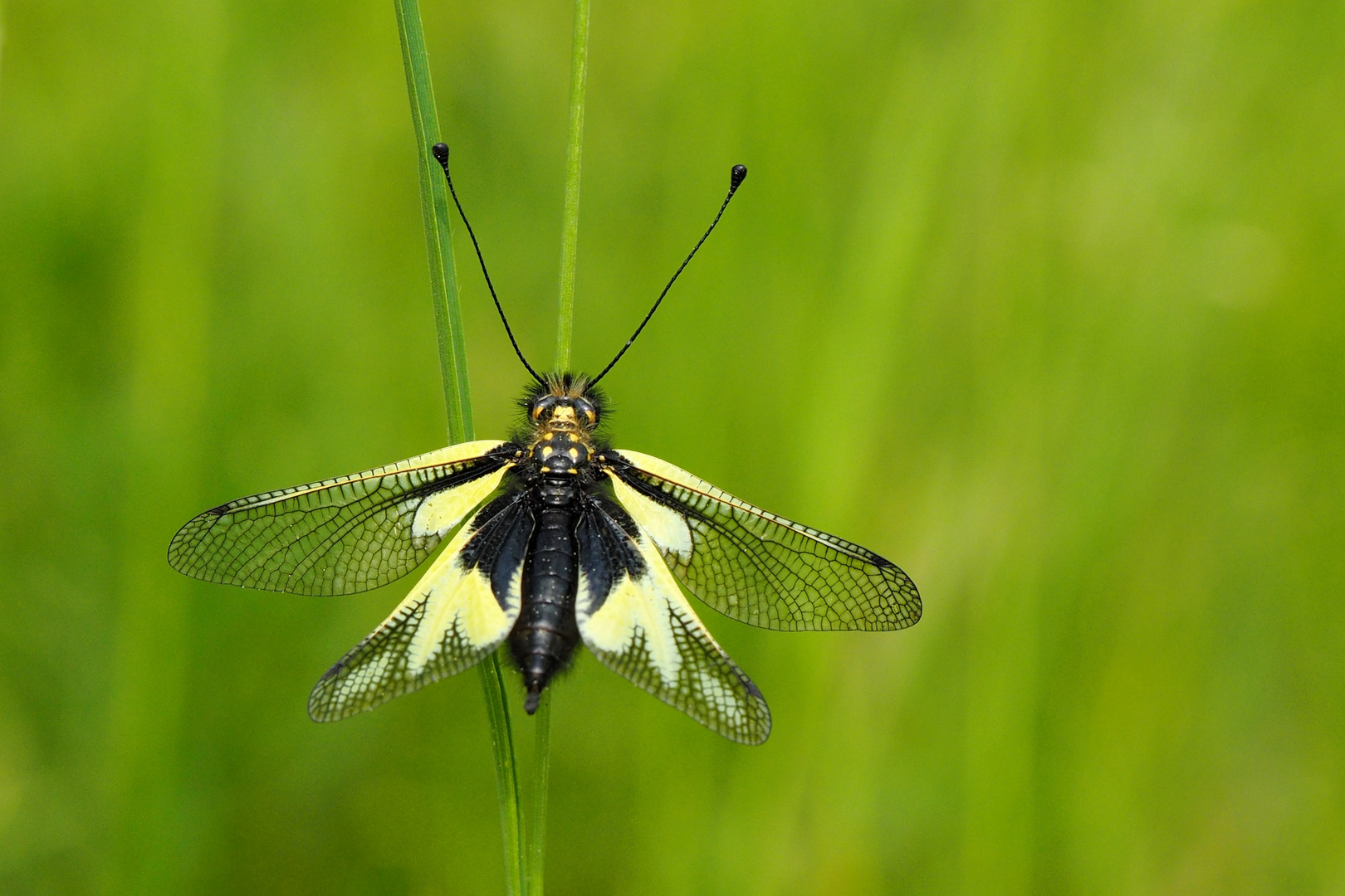 Ascalaphidae