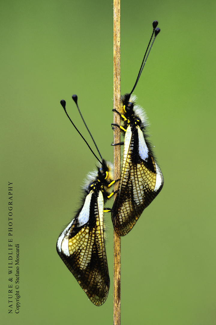 Ascalaphidae libelloides - Legri (Italy)