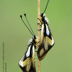 Ascalaphidae libelloides - Legri (Italy)