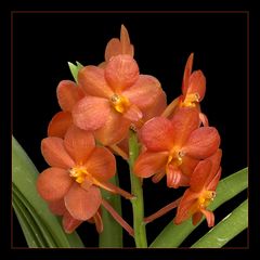 Ascda. Yip Sum Wah x Asctm Sagarik Gold