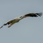 Ascension ( Ciconia ciconia, cigogne blanche)