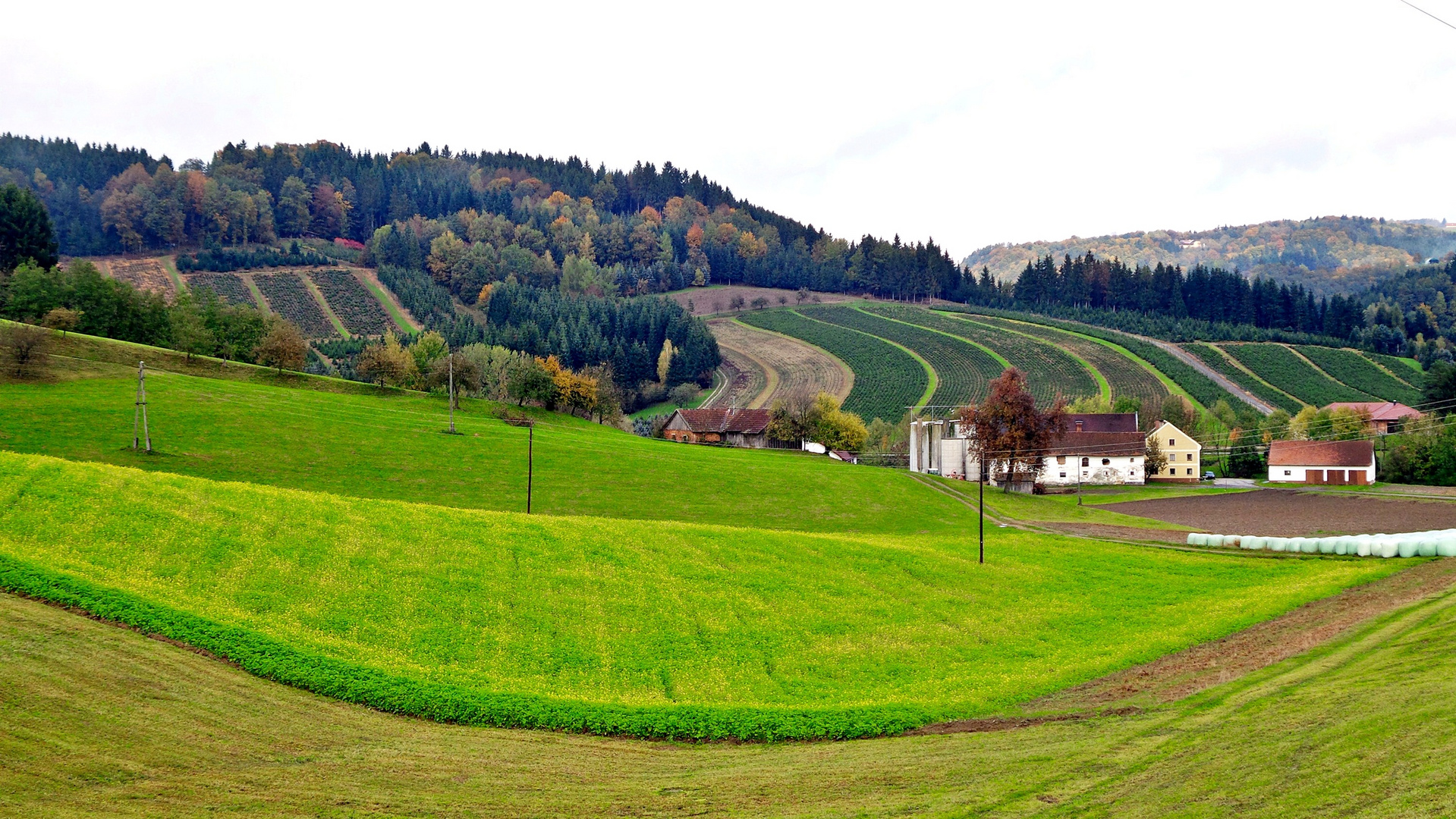 ASCHACHTAL - Blühendes RAPSFELD im Herbst vor Christbaum Kulturen