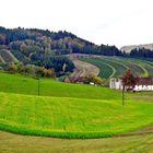 ASCHACHTAL - Blühendes RAPSFELD im Herbst vor Christbaum Kulturen