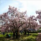 Aschaffenburger Magnoliengarten 2