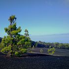 Aschenfeld auf La Palma mit grünen Kiefern / Nokia 808