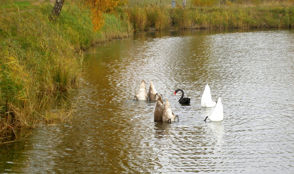 "Aschenputtel" ( das schwarze Schaf der Familie ) ...