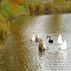 "Aschenputtel" ( das schwarze Schaf der Familie ) ...