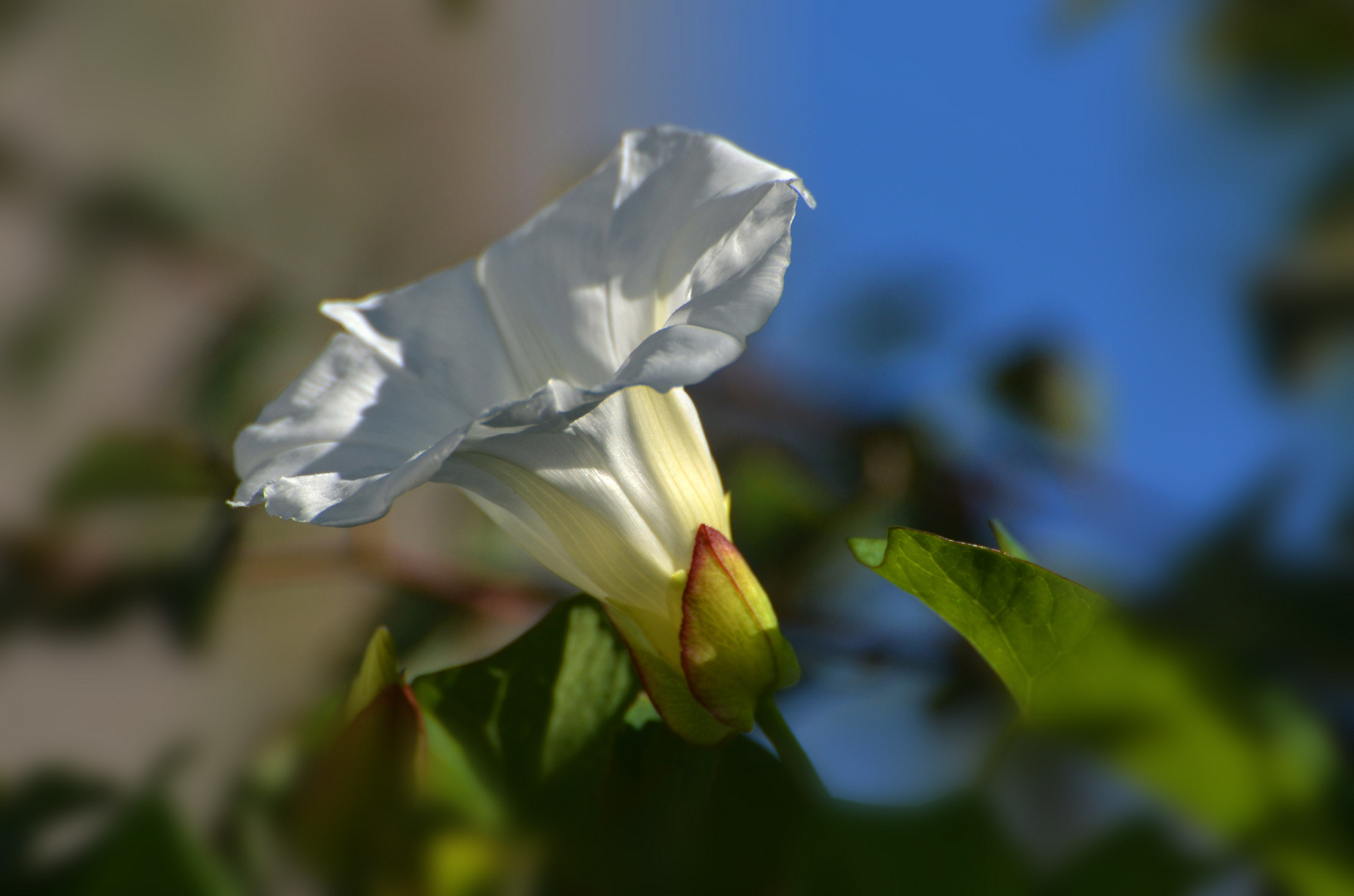 Aschenputtel im Sonnenlicht!