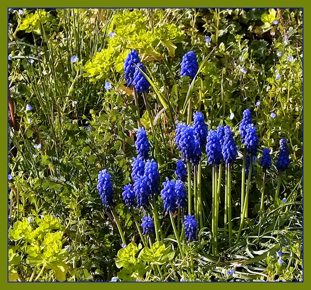 Aschermittwochsblümchen