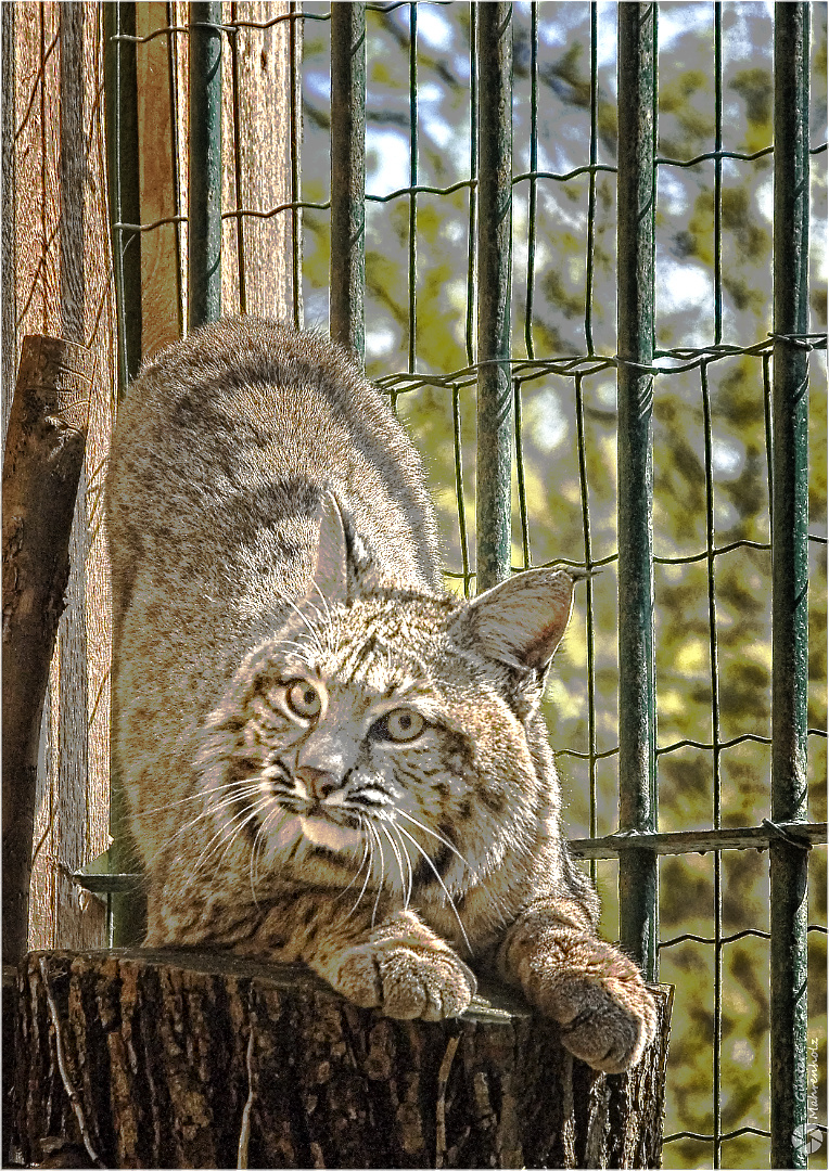 Aschersleben, Rotluchs im ZOO