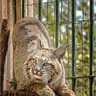 Aschersleben, Rotluchs im ZOO