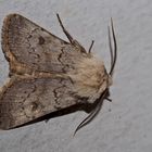 Aschgraue Erdeule (Agrotis cinerea) - La Noctuelle Cendrée.