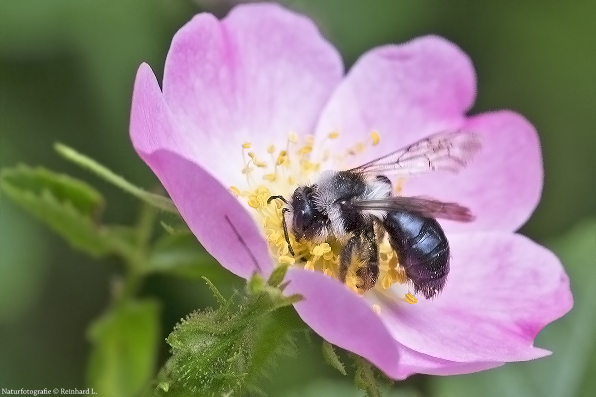  Aschgraue Sandbiene auf Heckenrose