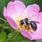  Aschgraue Sandbiene auf Heckenrose