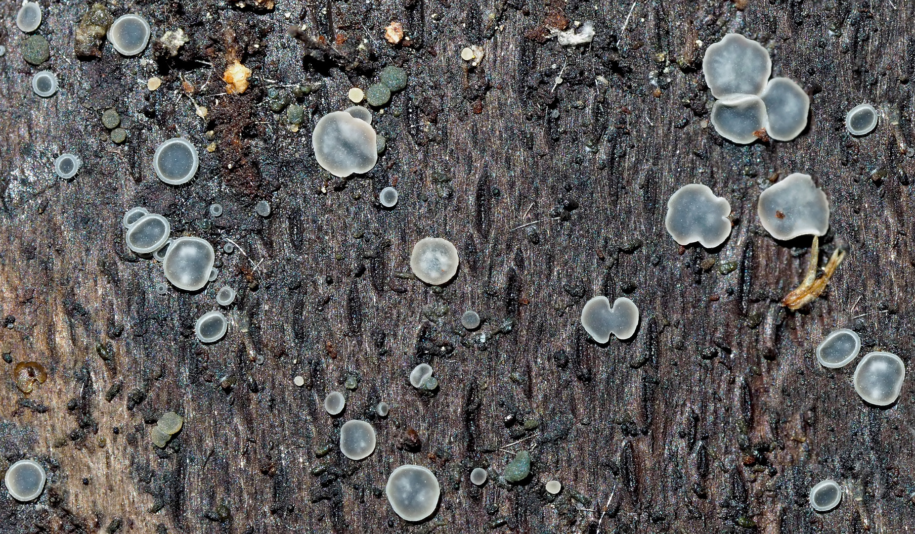 Aschgraue Weichbecherchen (Mollisia cinerea), nur etwa 0,3- 2 mm gross! 