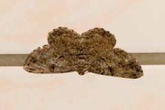 Aschgrauer Rindenspanner