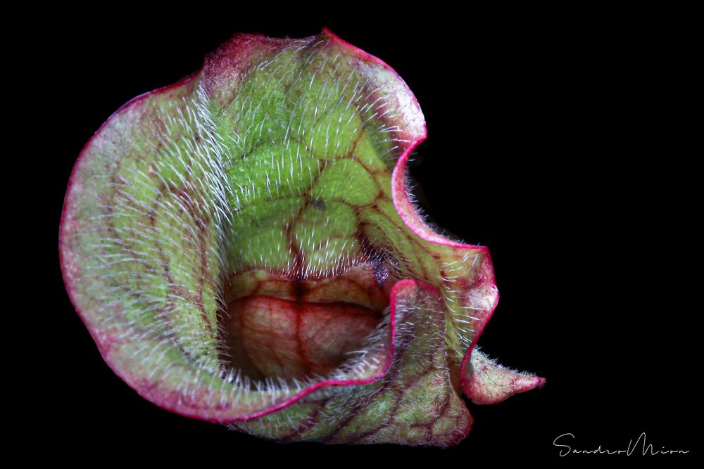 Ascidio (foglia) di Sarracenia Hybride