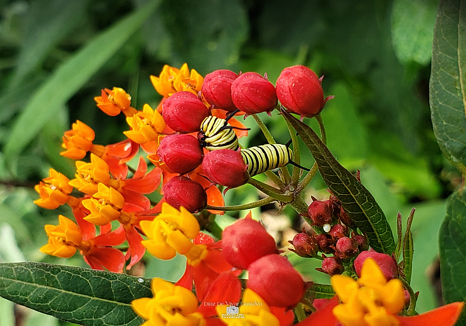 Asclepias curassavica - Diaz De Vivar Gustavo