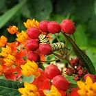 Asclepias curassavica - Diaz De Vivar Gustavo