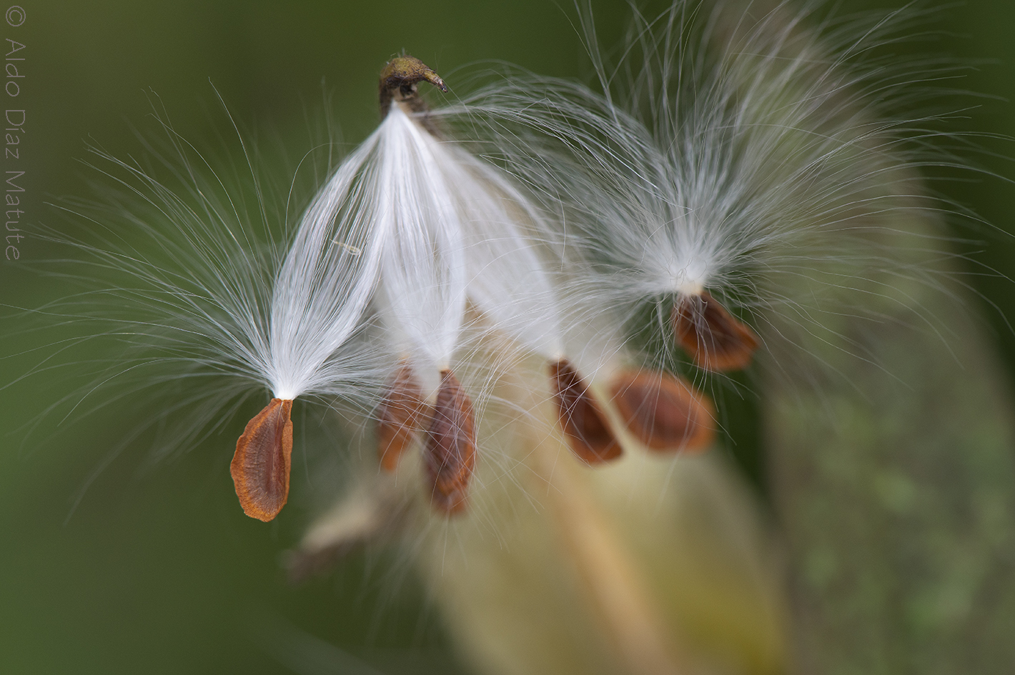 Asclepias curassavica (semillas)