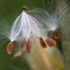 Asclepias curassavica (semillas)