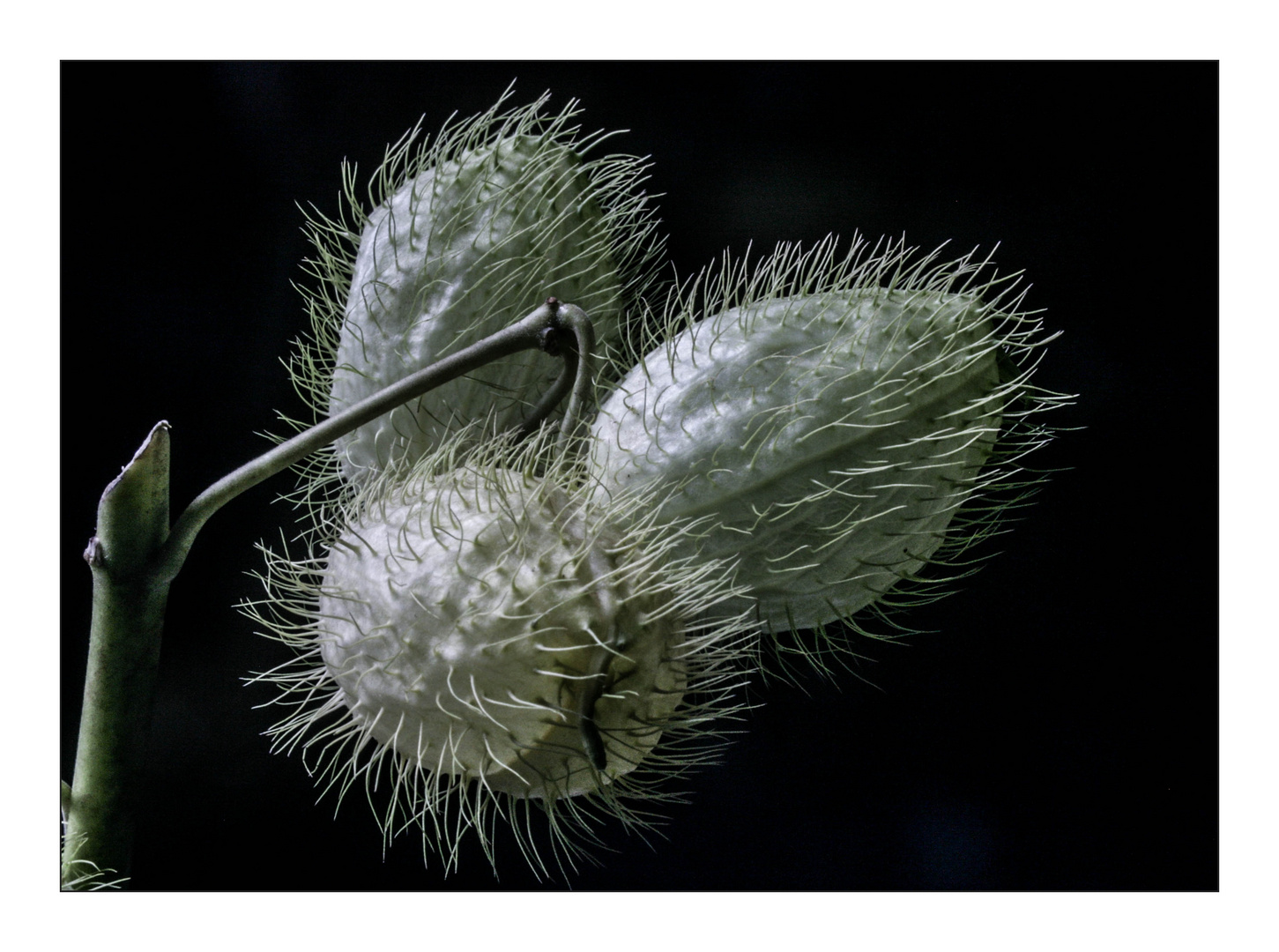 Asclepias Fruticosa (Seidenpflanze)