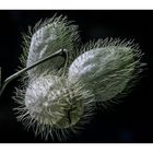 Asclepias Fruticosa (Seidenpflanze)