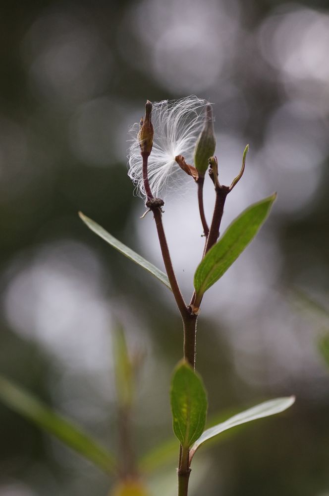 Asclepias incarnata