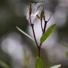 Asclepias incarnata