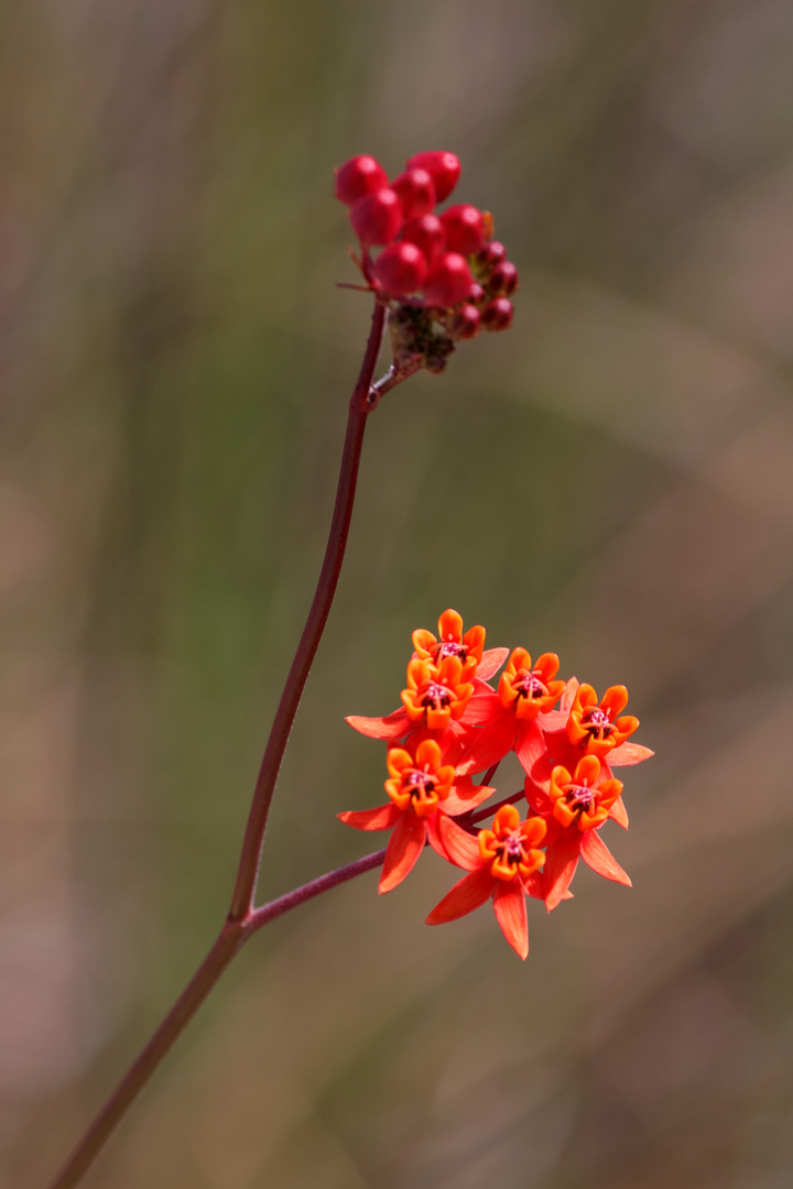 Asclepias lanceolata