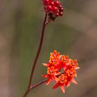 Asclepias lanceolata