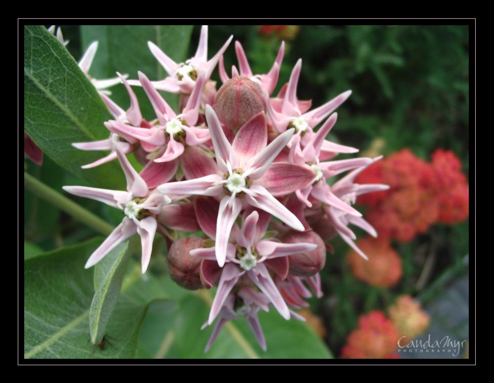 Asclepias speciosa