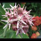 Asclepias speciosa