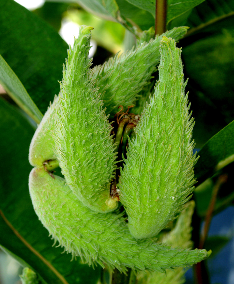 ***Asclepias Syriaca***