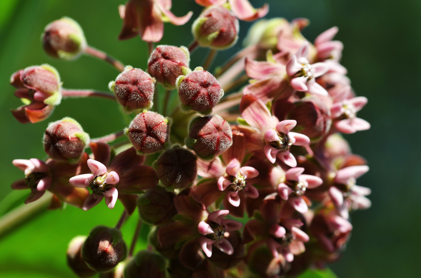 Asclepias syriaca