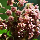 Asclepias syriaca