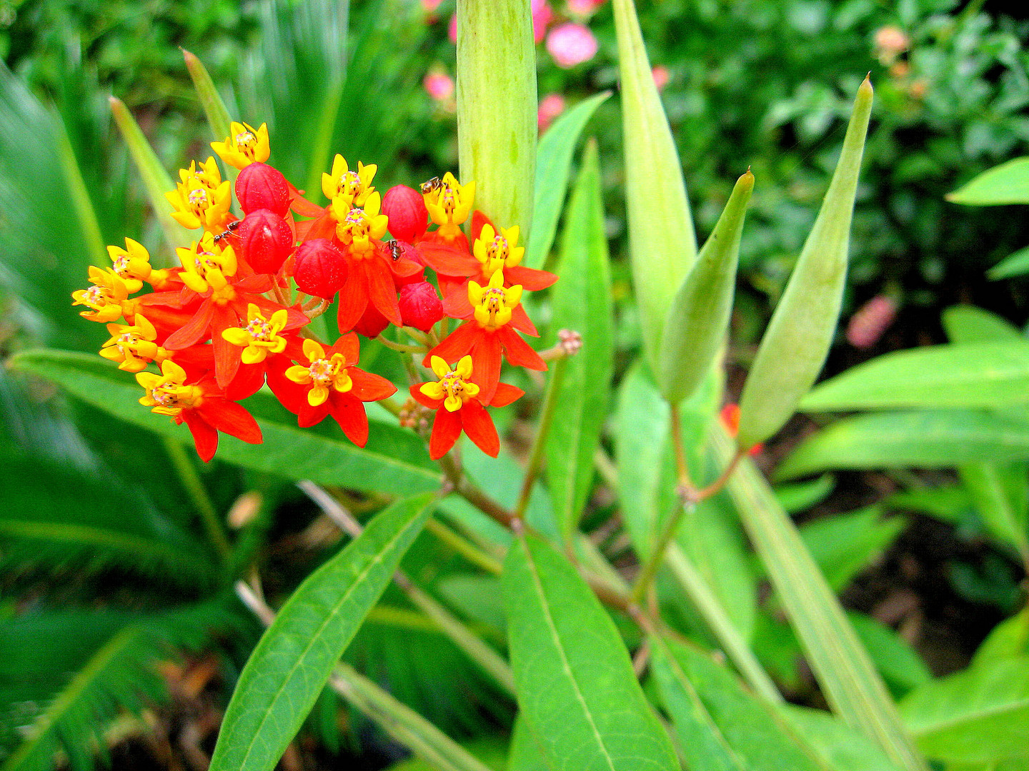 ***Asclepias***Curassavica***