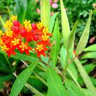 ***Asclepias***Curassavica***