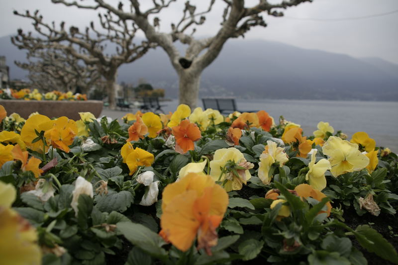 AsConA in fiOre